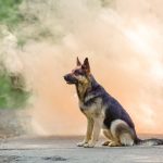 Pet CBD, Dogs and Wildfires